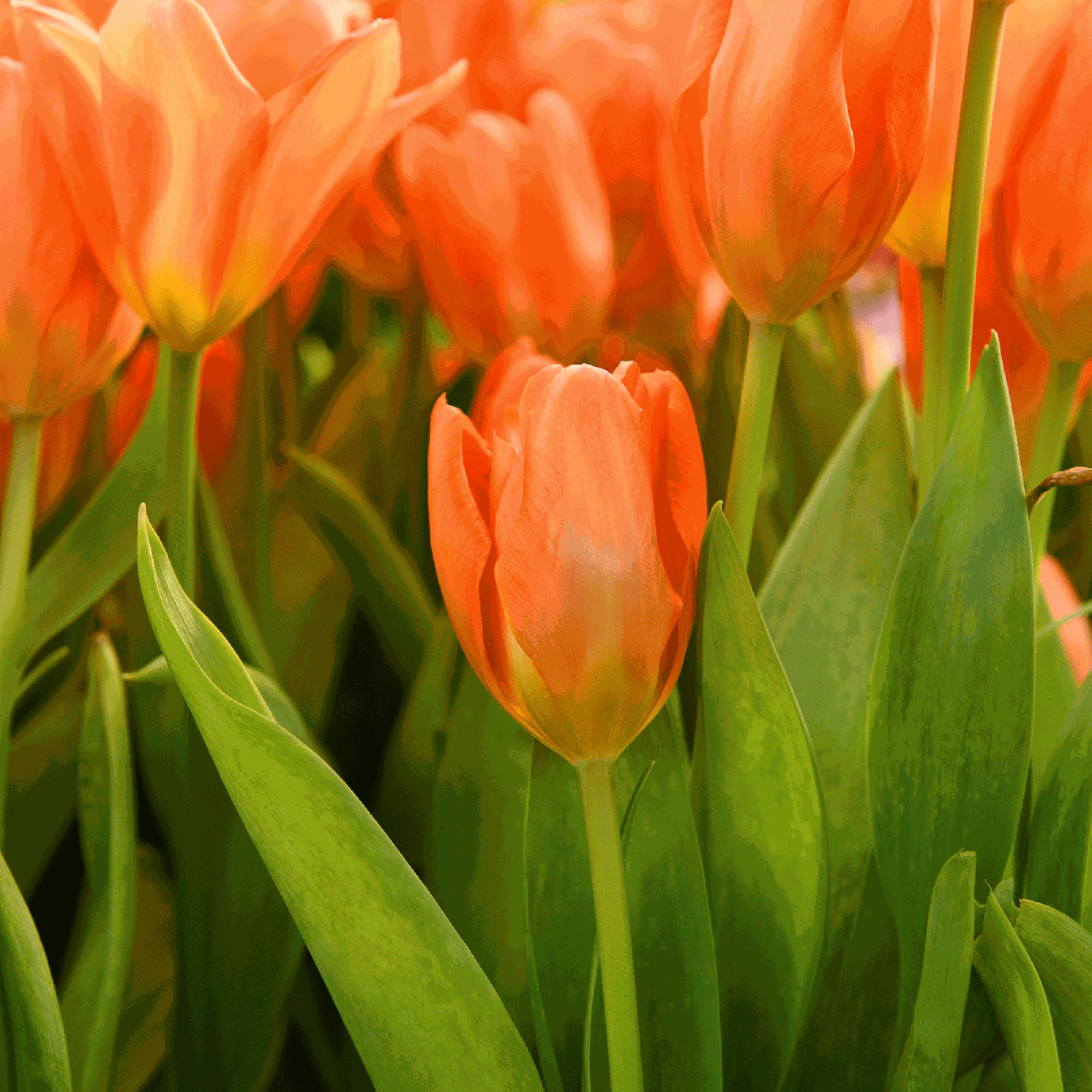 Tulpe 'Orange Emperor'